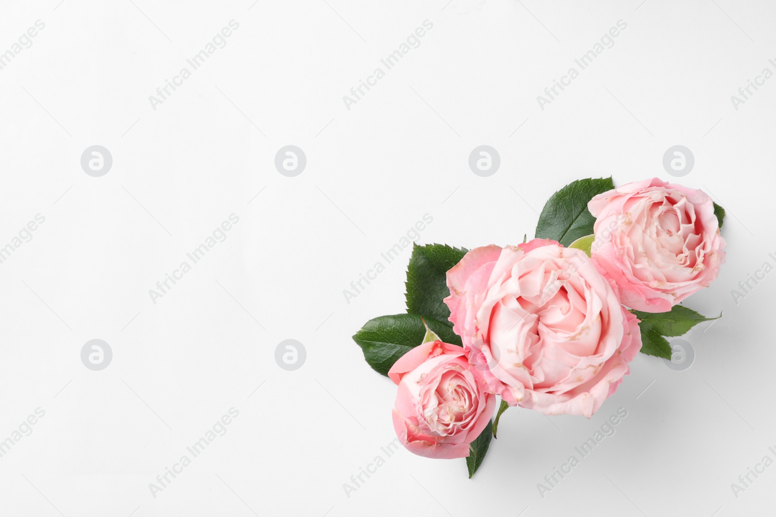 Photo of Beautiful roses and space for text on white background, top view