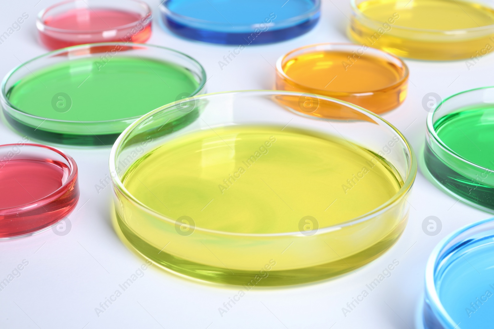 Photo of Many Petri dishes with colorful liquids on white background, closeup