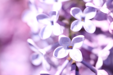 Photo of Closeup view of beautiful blooming lilac shrub outdoors