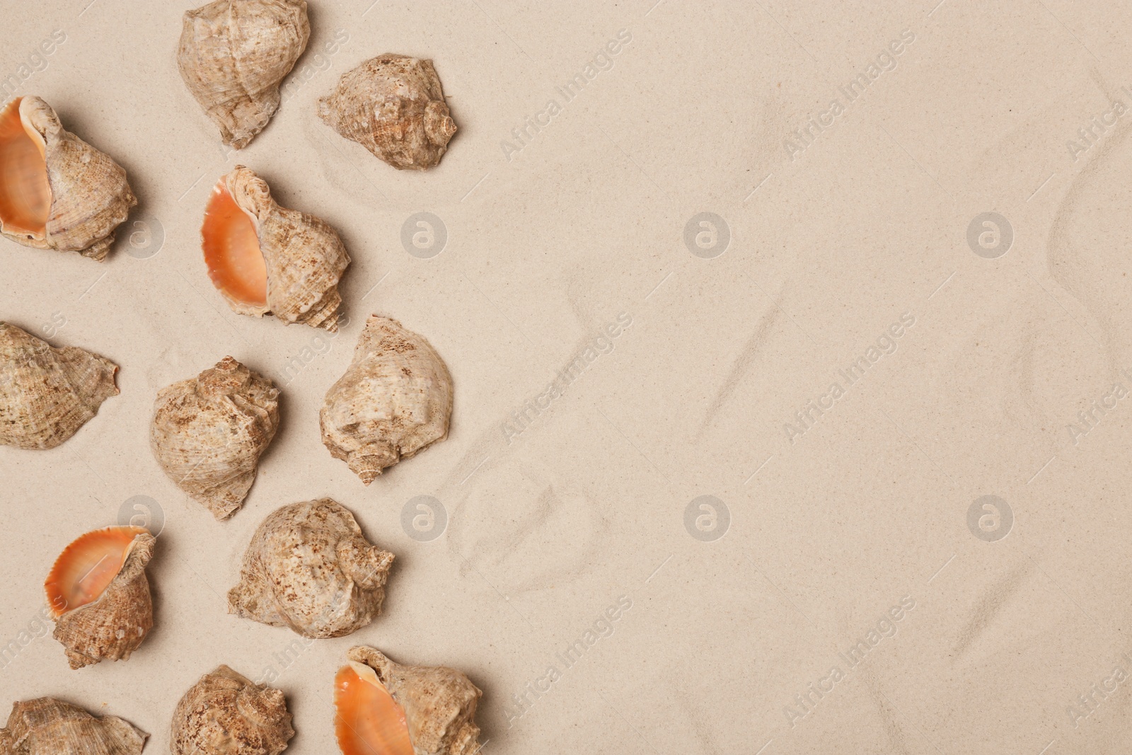 Photo of Seashells on beach sand, top view with space for text