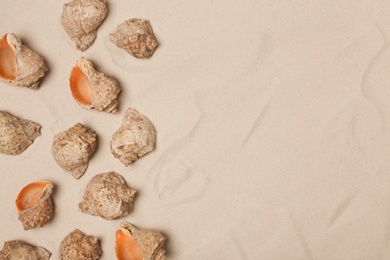 Photo of Seashells on beach sand, top view with space for text