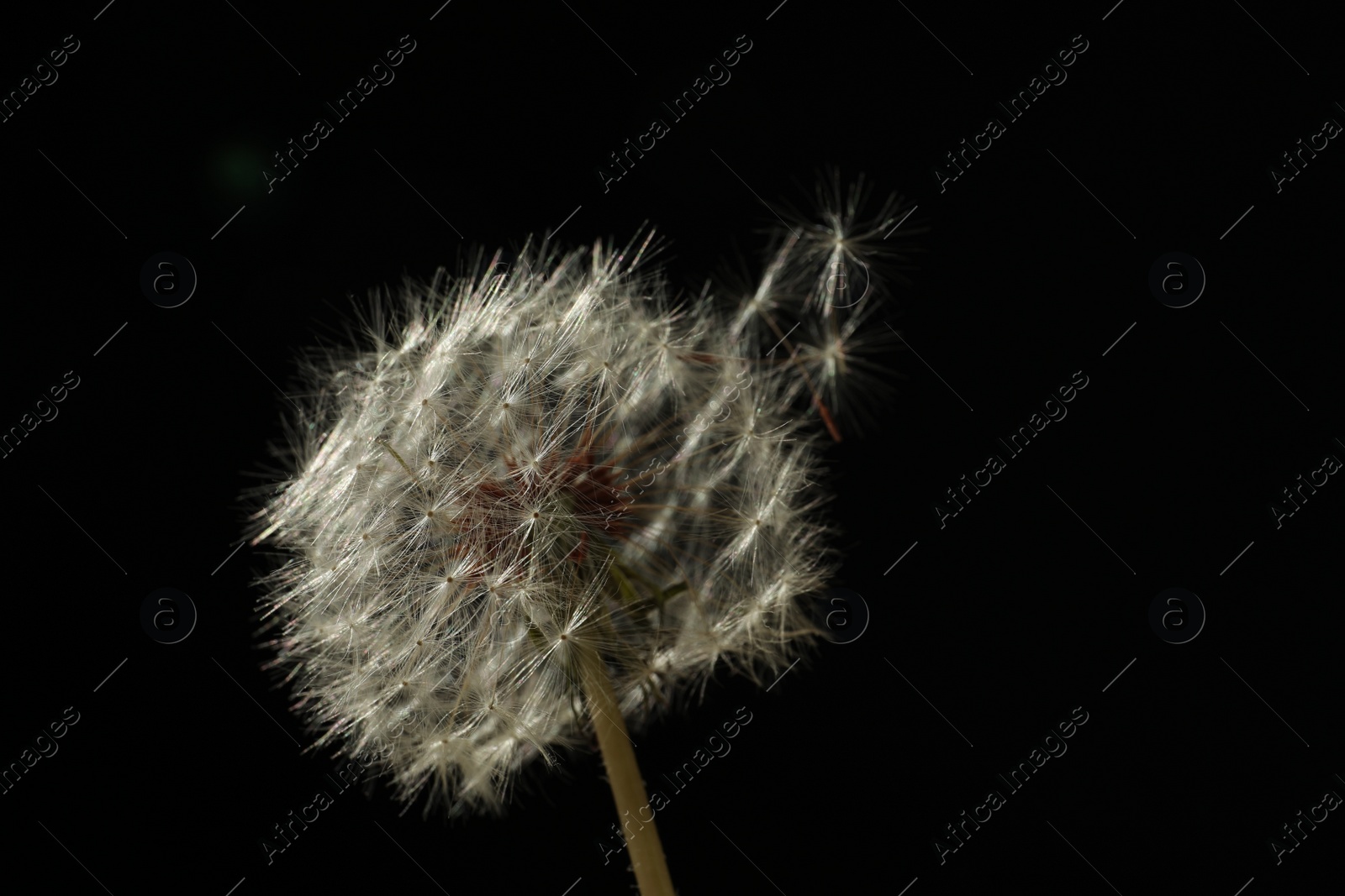 Photo of Beautiful fluffy dandelion flower on black background, closeup