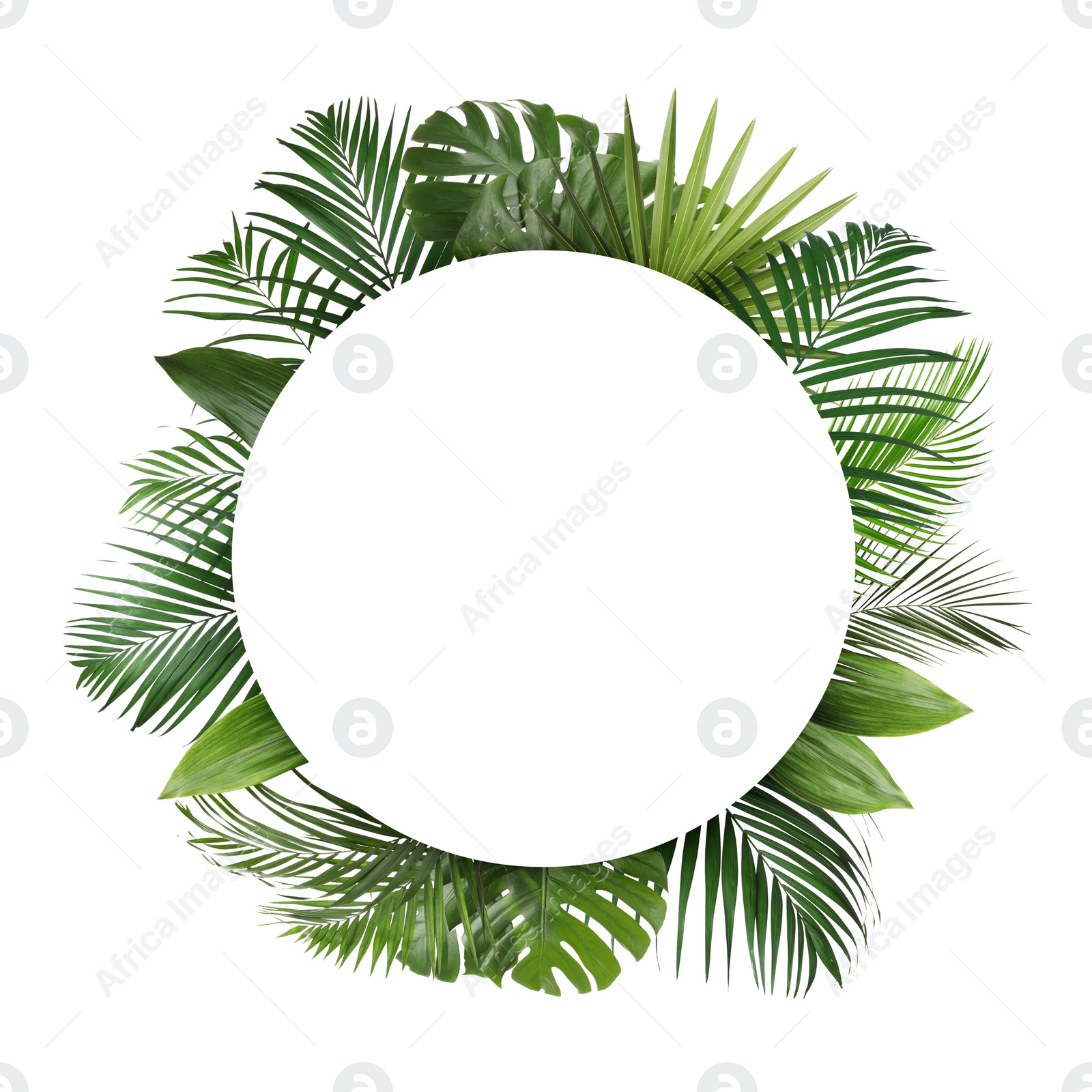 Image of Frame made of beautiful lush tropical leaves on white background, top view. Space for text