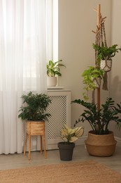 Photo of Stylish room interior with beautiful houseplants near window