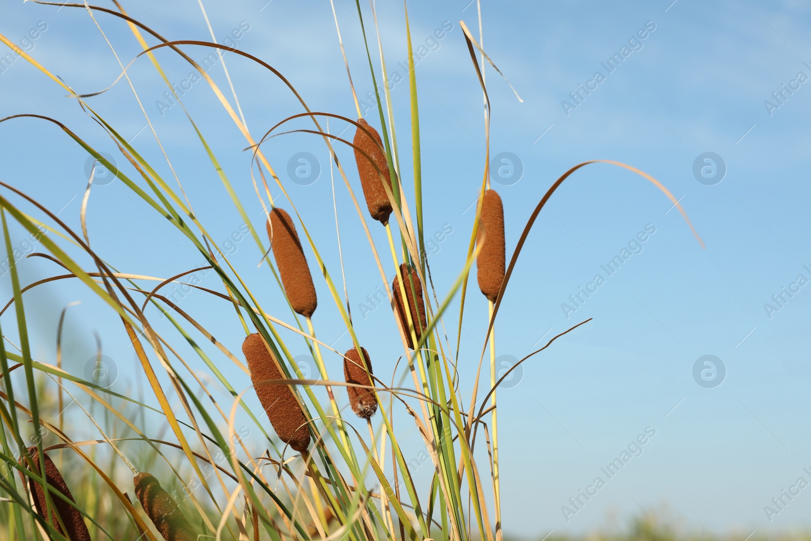 Photo of Beautiful reed plants growing outdoors on sunny day