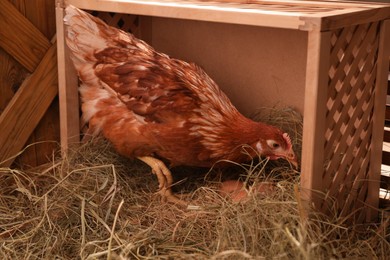 Photo of Beautiful chicken in nesting box with eggs inside of henhouse