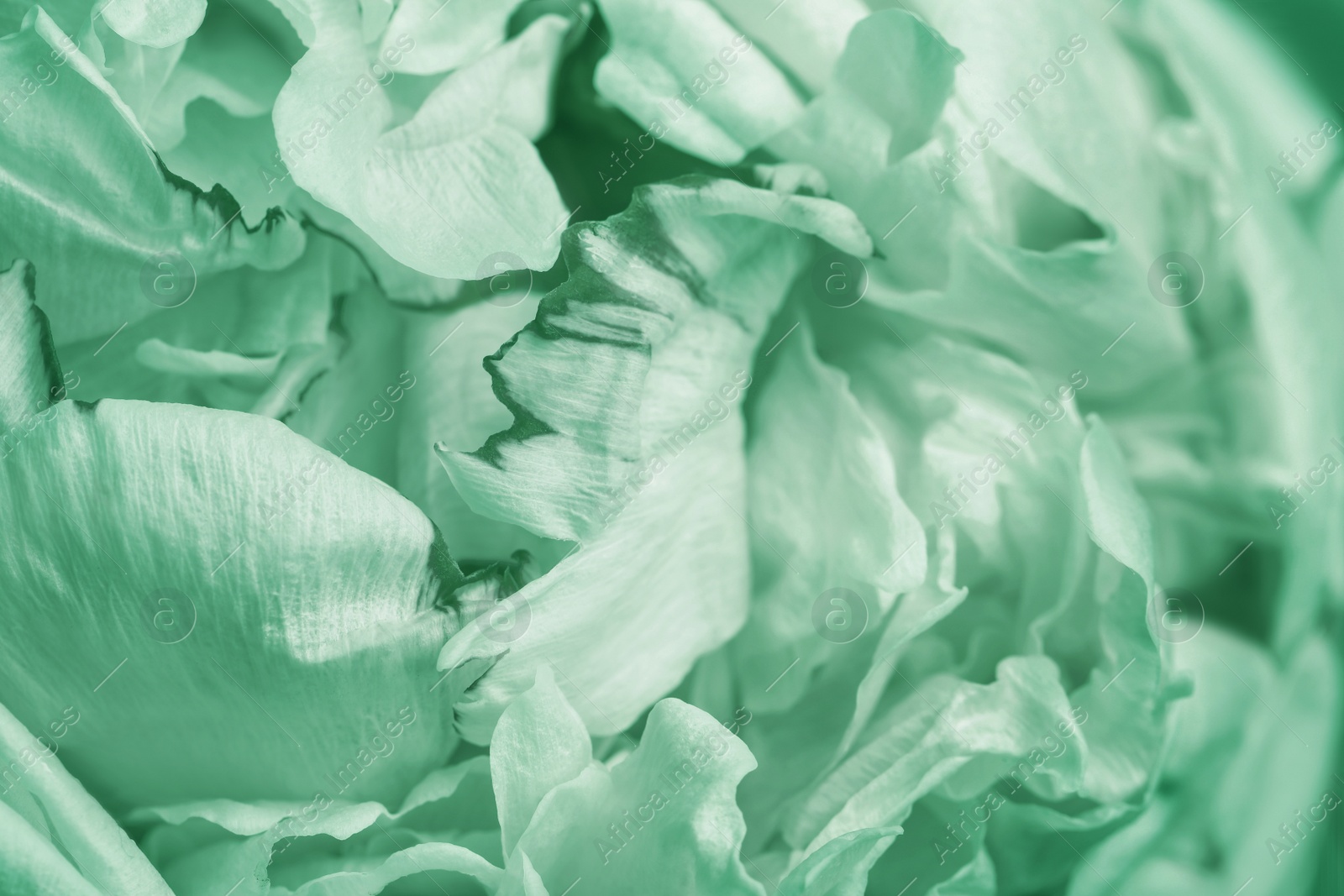 Image of Closeup view of beautiful blooming peonies as background. Image toned in mint color 