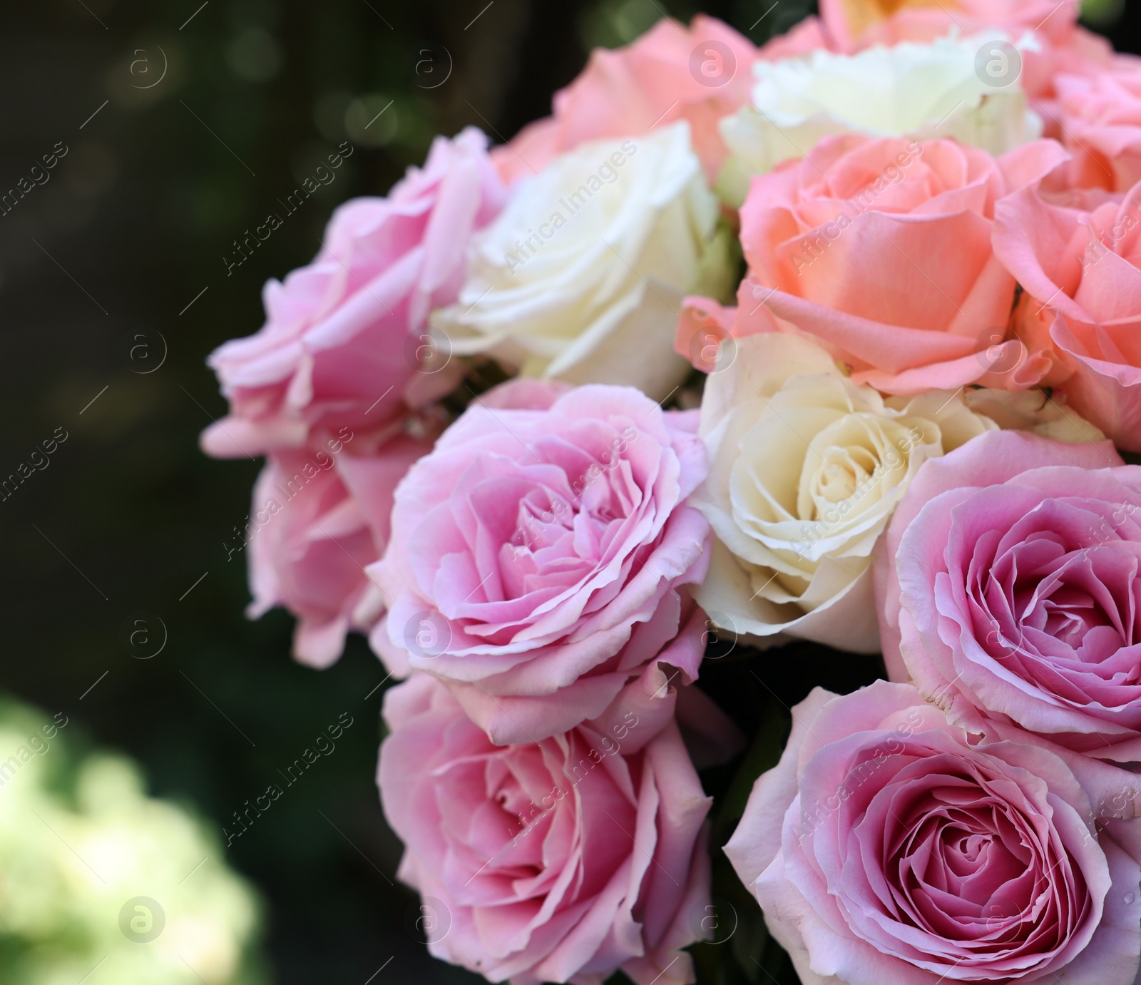 Photo of Beautiful bouquet of aromatic roses outdoors, closeup