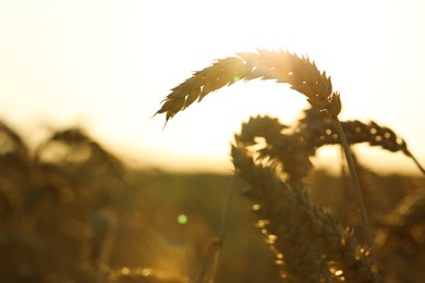 Photo of Ripe wheat spikes in agricultural field on sunny day, closeup
