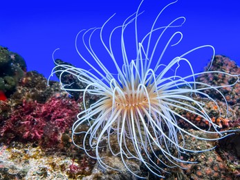 Beautiful tropical sea anemone in clean aquarium