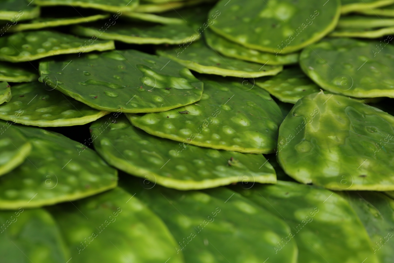 Photo of Heap of fresh nopal leaves as background, closeup