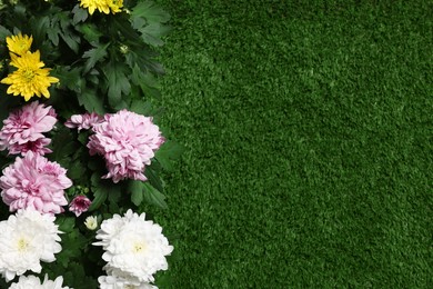 Beautiful chrysanthemum flowers on green grass, flat lay. Space for text