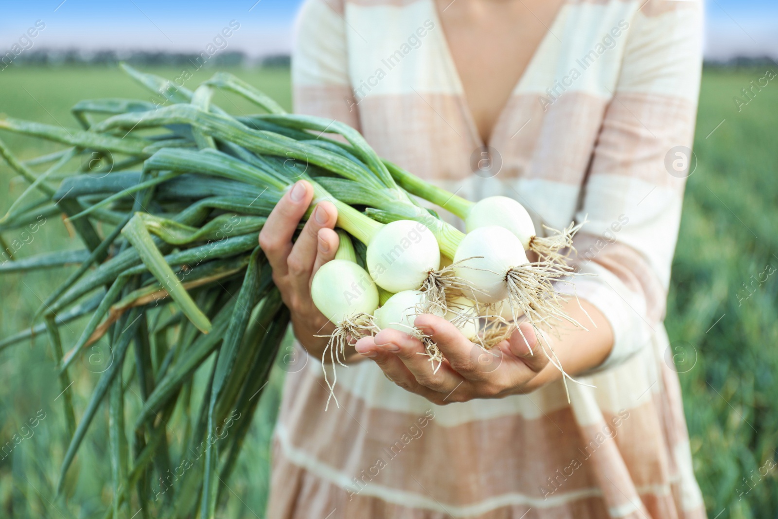 Photo of Woman holding fresh green onions outdoors, closeup