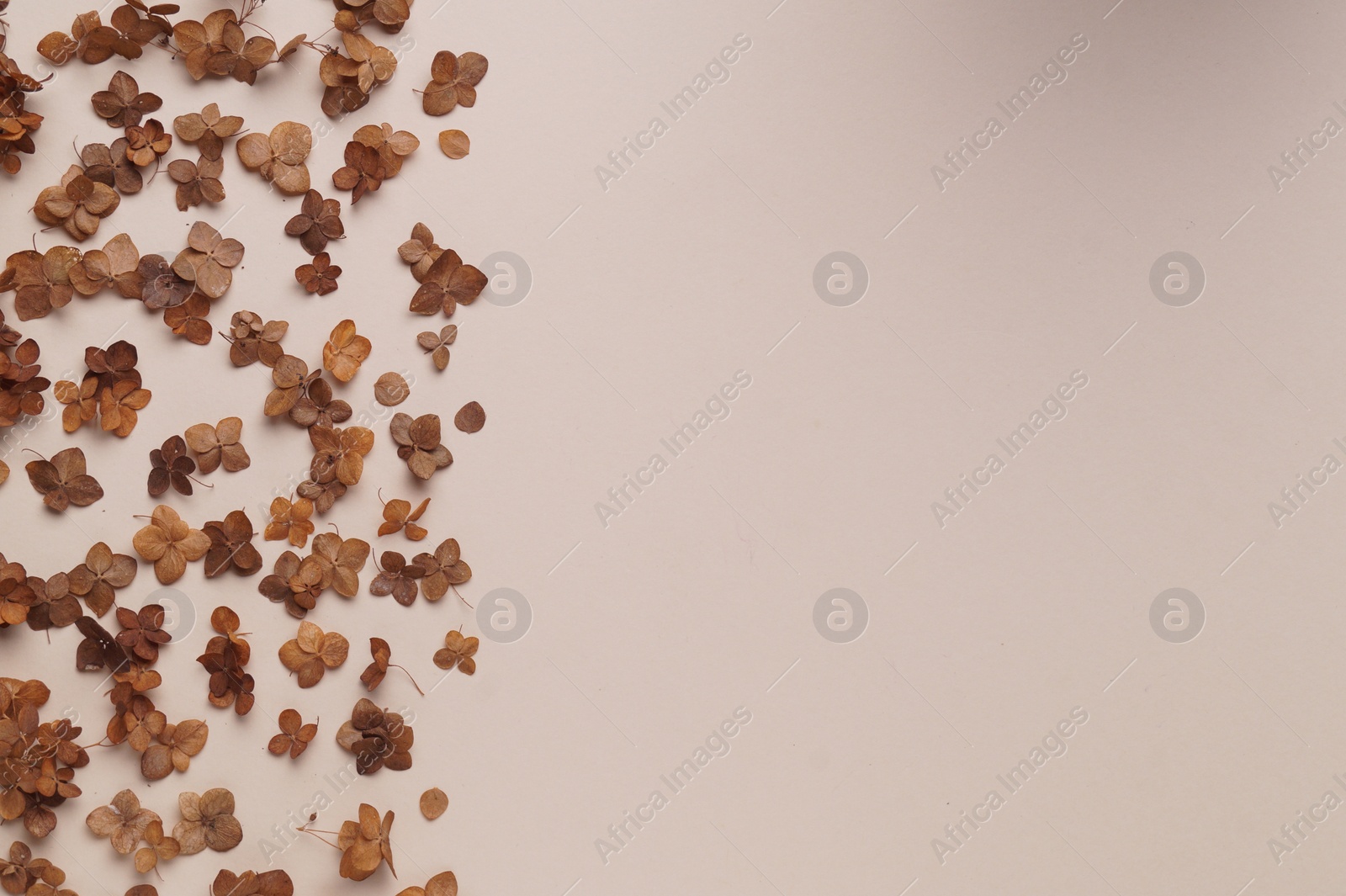 Photo of Flat lay composition with dried hortensia flowers on beige background. Space for text