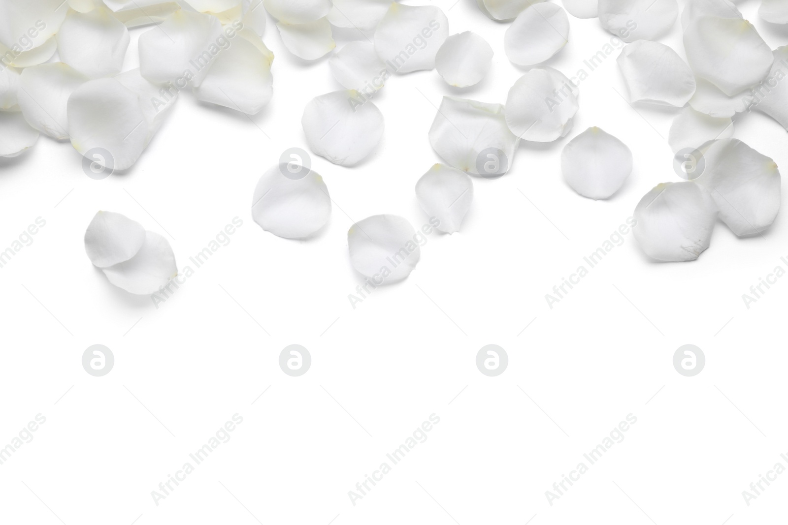 Photo of Beautiful rose flower petals on white background, top view