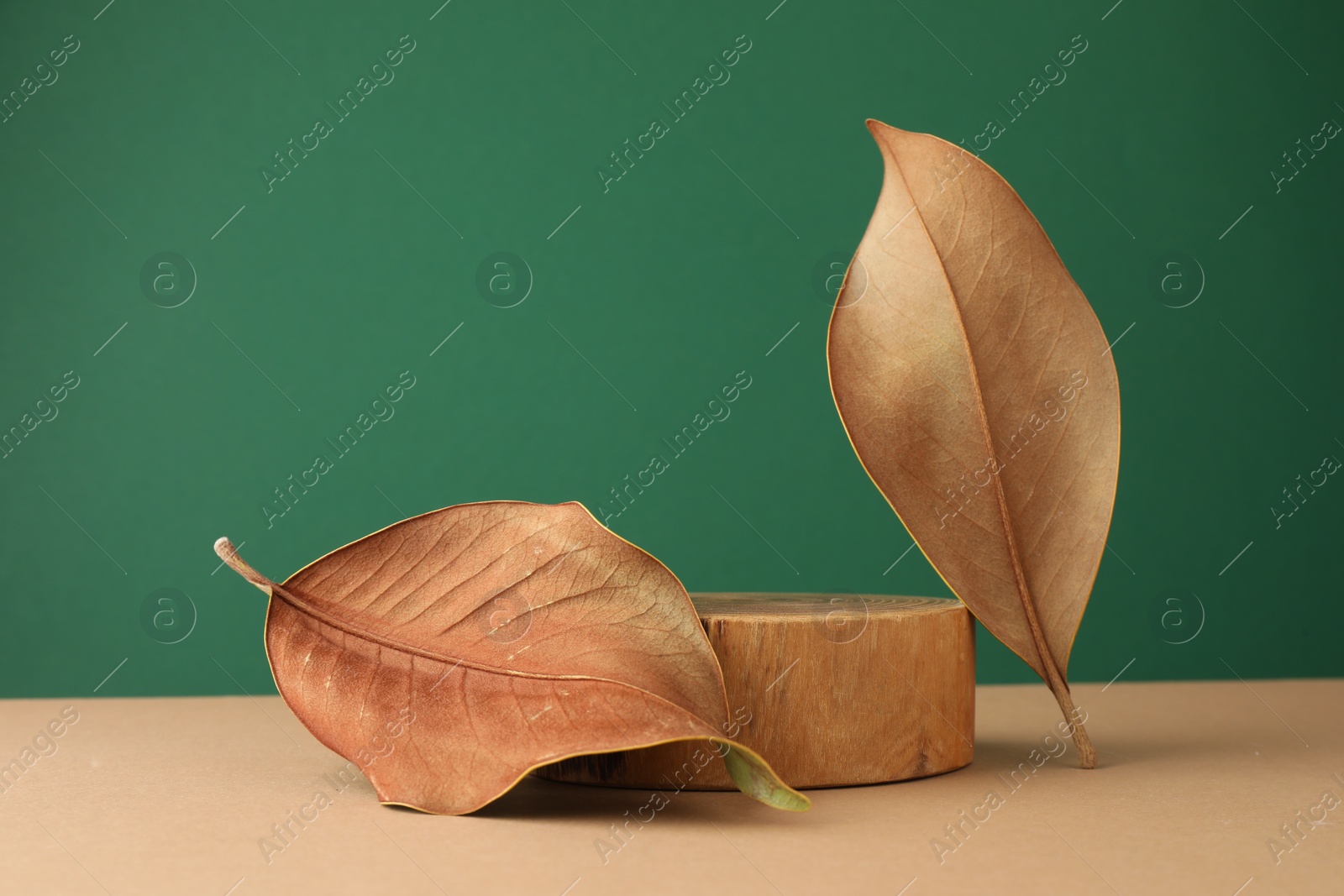 Photo of Presentation for product. Wooden podium and dry leaf on color background. Space for text