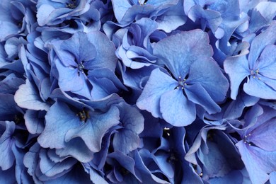 Photo of Beautiful light blue hortensia flowers as background, closeup