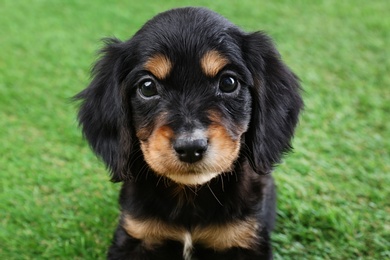 Cute English Cocker Spaniel puppy on green grass