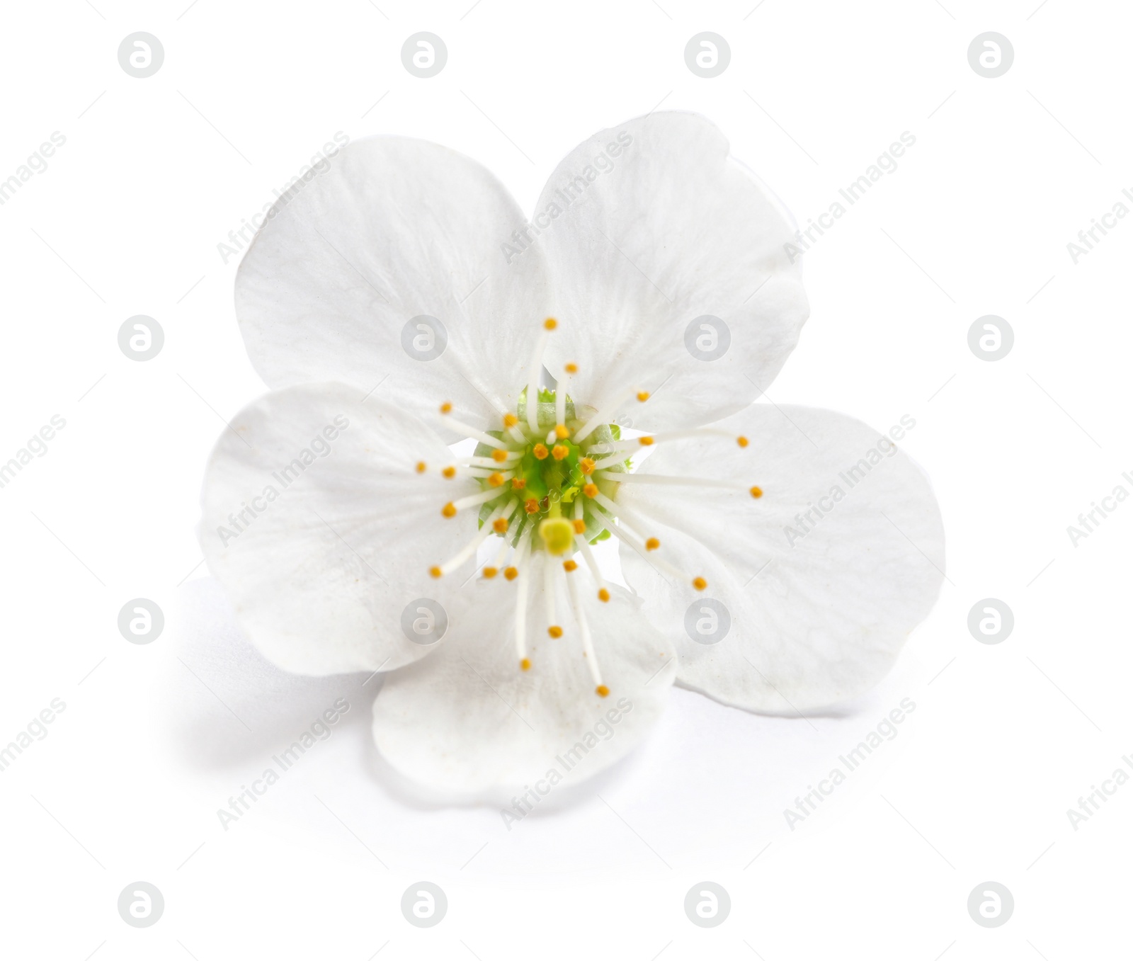 Photo of Beautiful blossoming flower on white background