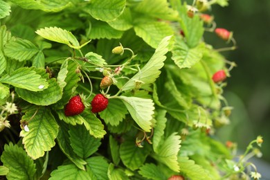Photo of Wild strawberry bushes with berries growing outdoors