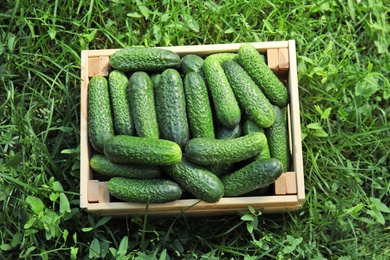 Photo of Wooden crate with ripe fresh cucumbers on green grass, top view