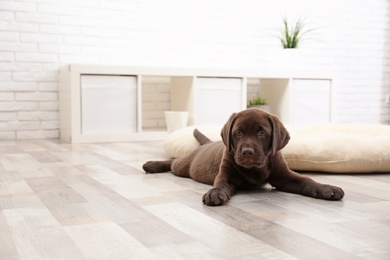 Photo of Chocolate Labrador Retriever puppy lying on floor at home. Space for text