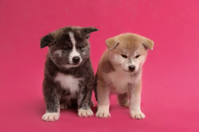 Photo of Cute Akita inu puppies on pink background. Friendly dogs