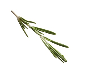 Fresh rosemary on white background