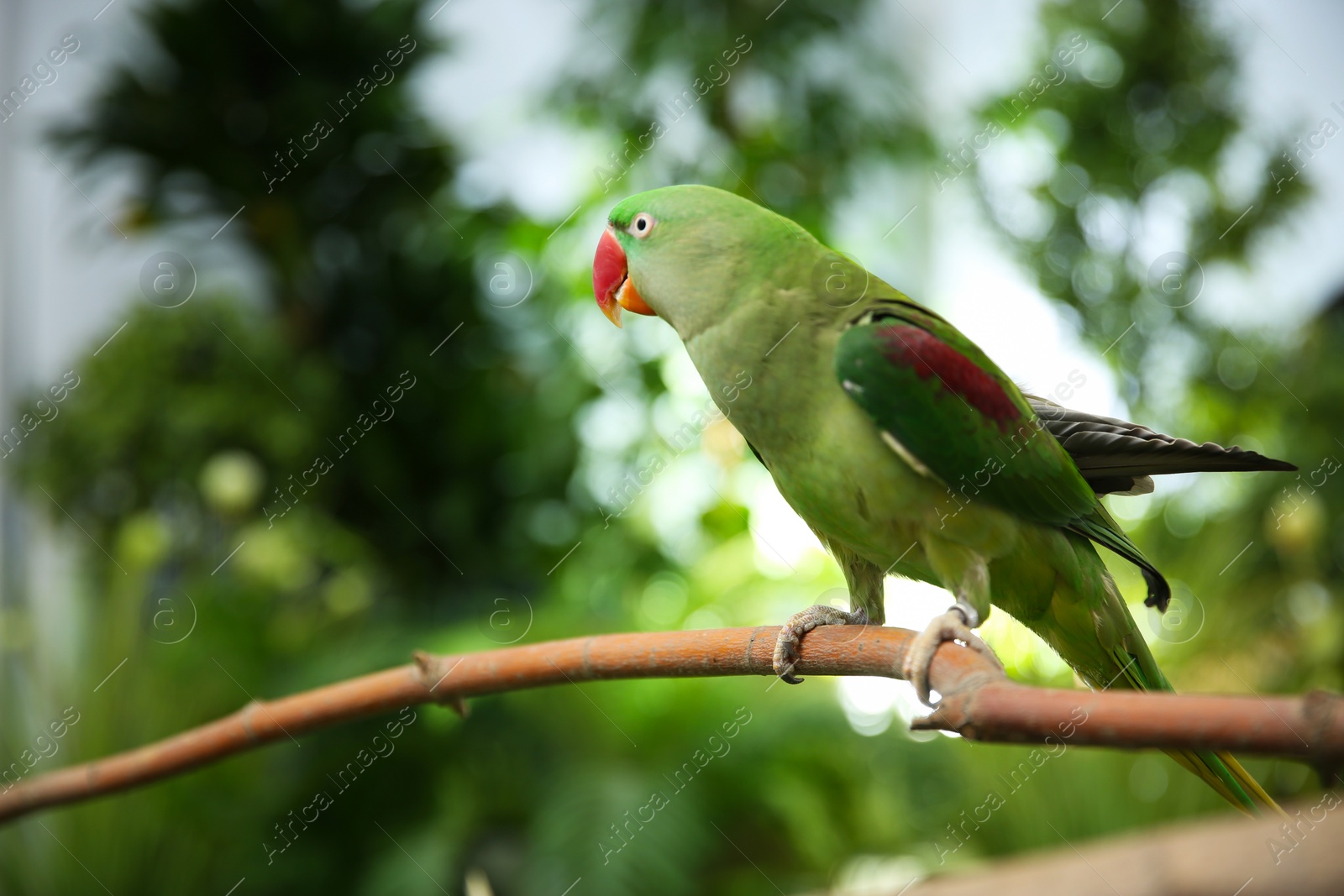 Photo of Beautiful Alexandrine Parakeet on tree branch outdoors