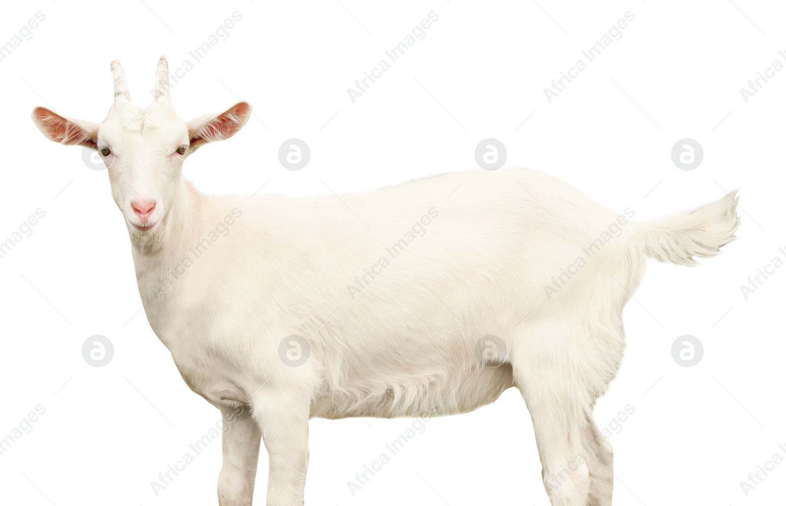 Image of Cute goat on white background. Animal husbandry