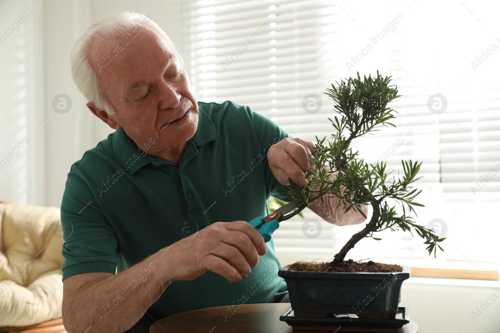 Photo of Senior man taking care of Japanese bonsai plant indoors. Creating zen atmosphere at home