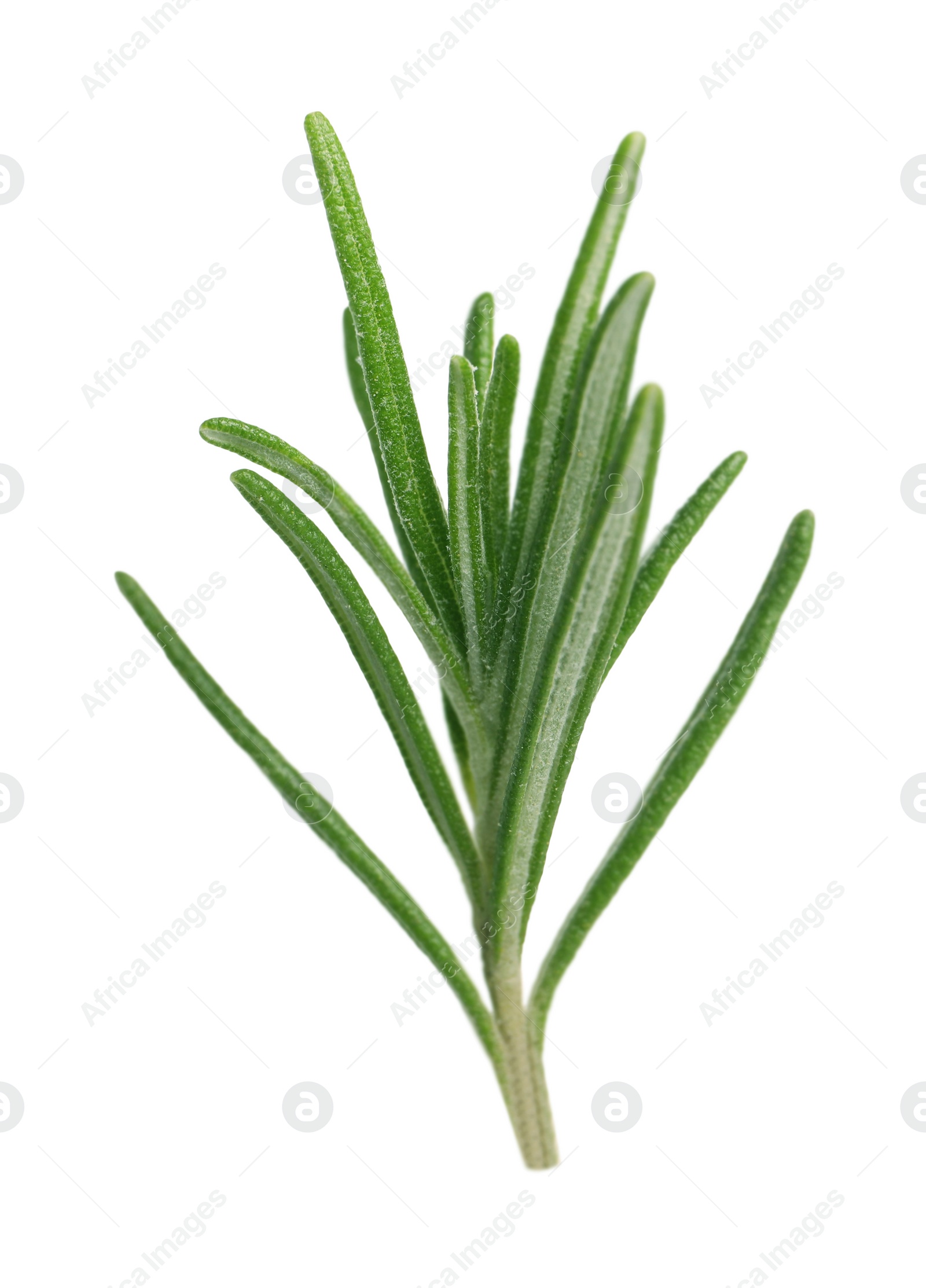 Photo of Sprig of fresh rosemary isolated on white