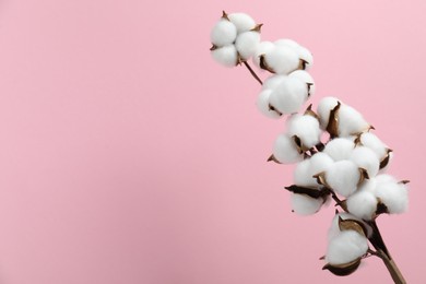 Beautiful cotton branch with fluffy flowers on pink background, space for text