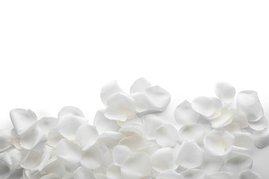 Beautiful rose flower petals on white background, top view