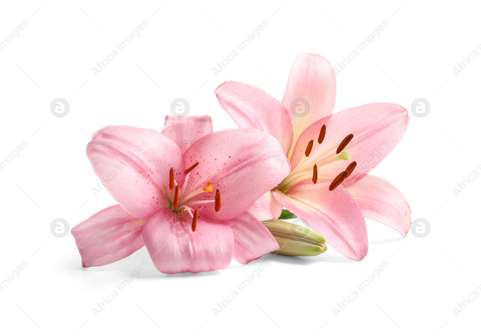 Photo of Beautiful blooming lily flowers on white background