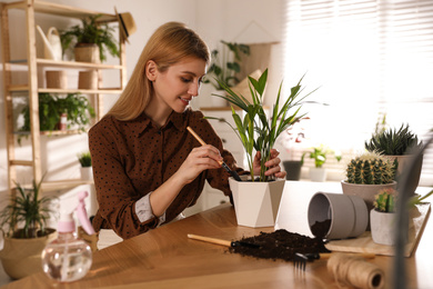 Photo of Young woman potting beautiful plant at home. Engaging hobby