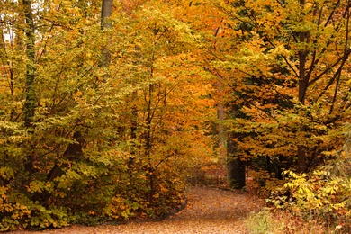 Photo of Beautiful view of forest with trees on autumn day