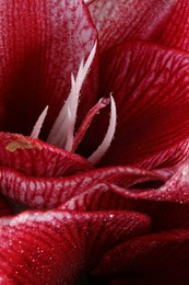 Photo of Beautiful red amaryllis flower with water drops as background, macro view