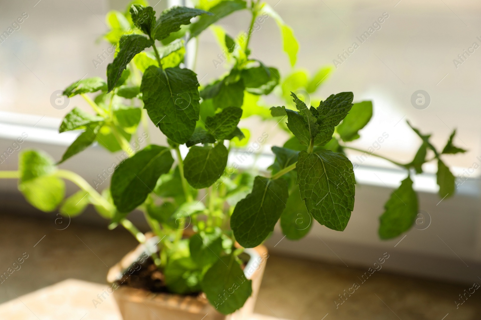 Photo of Potted mint on windowsill indoors, closeup. Aromatic herb