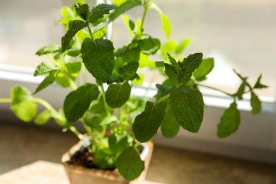 Photo of Potted mint on windowsill indoors, closeup. Aromatic herb