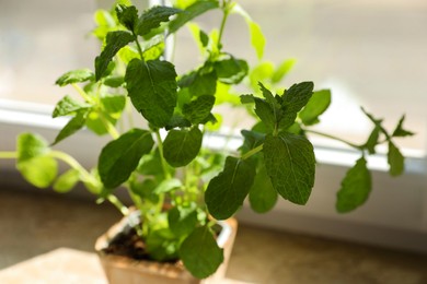 Potted mint on windowsill indoors, closeup. Aromatic herb