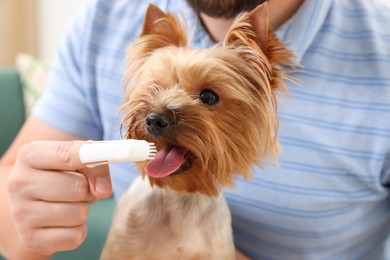 Man brushing dog's teeth indoors, closeup view