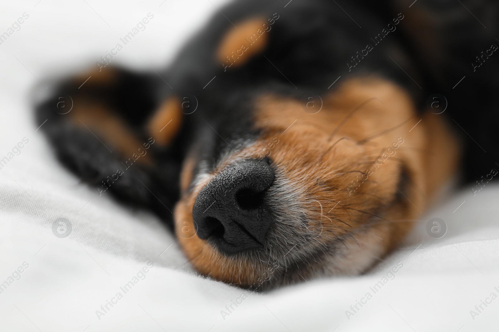 Photo of Cute dog relaxing on white fabric at home, closeup. Friendly pet