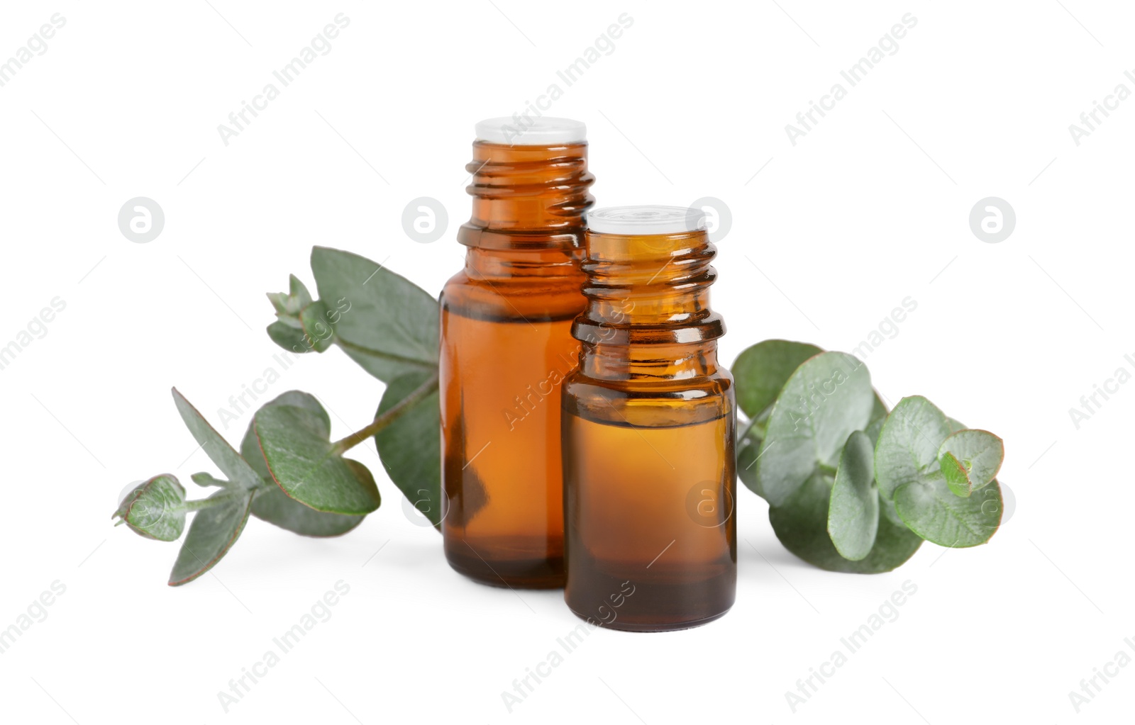 Photo of Bottles of eucalyptus essential oil and plant branches on white background