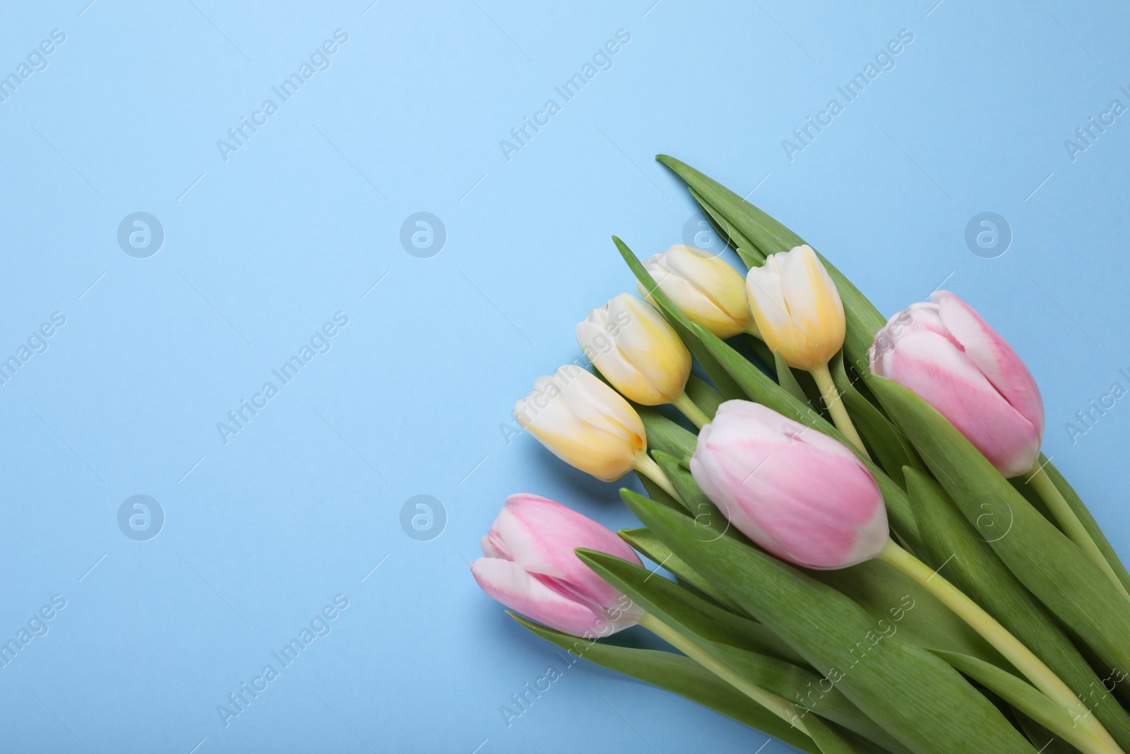 Photo of Beautiful tulips on light blue background, flat lay. Space for text