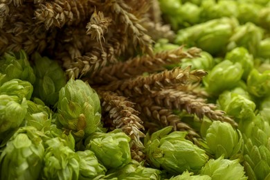 Spikes on fresh green hops, closeup view