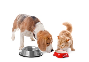 Adorable cat and dog near bowls on white background. Animal friendship