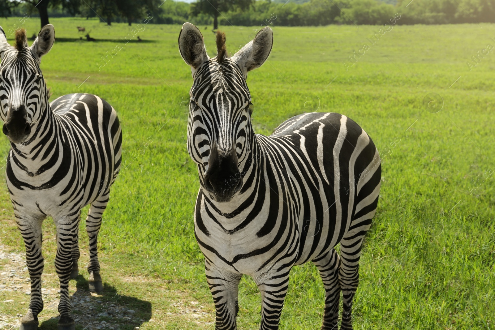 Photo of Beautiful striped African zebras in safari park