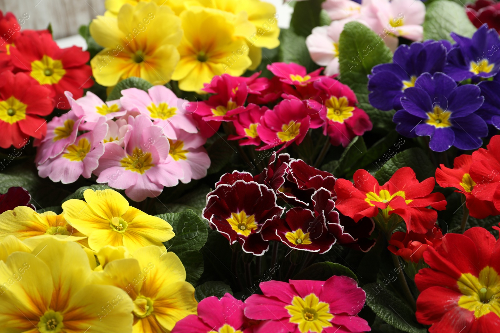 Photo of Beautiful primula (primrose) plants with colorful flowers as background, closeup. Spring blossom