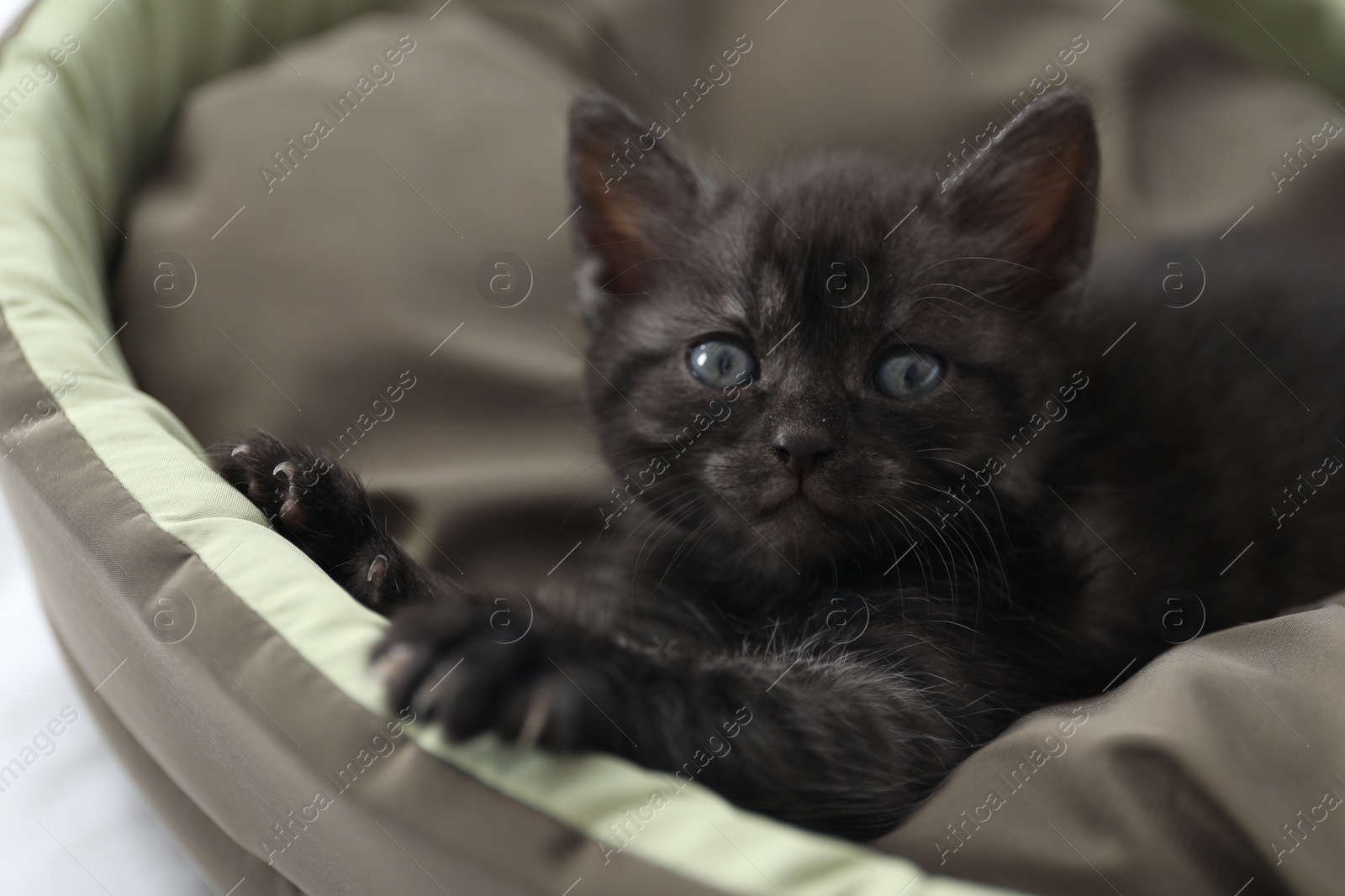 Photo of Cute fluffy kitten on pet bed indoors. Baby animal